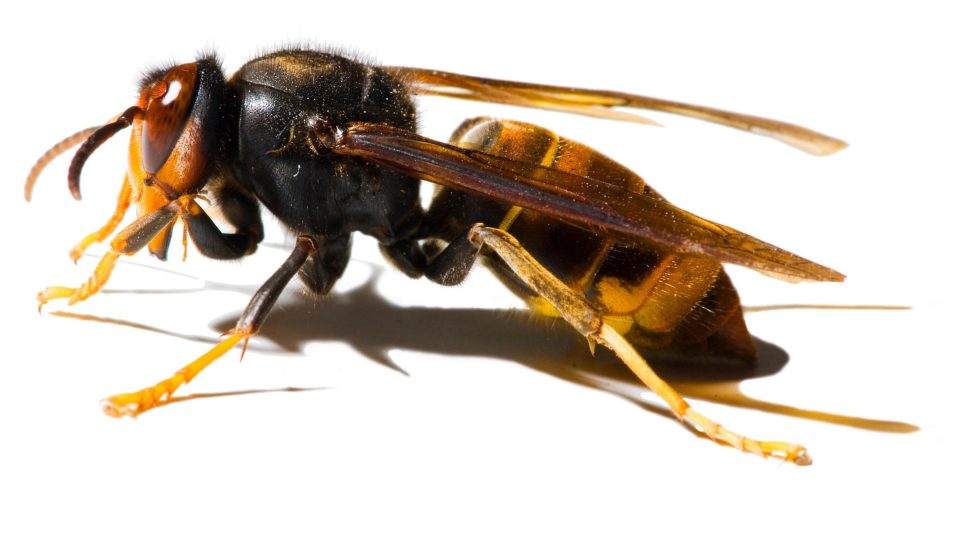  Stung... A hornet stung Dame Judy Dench