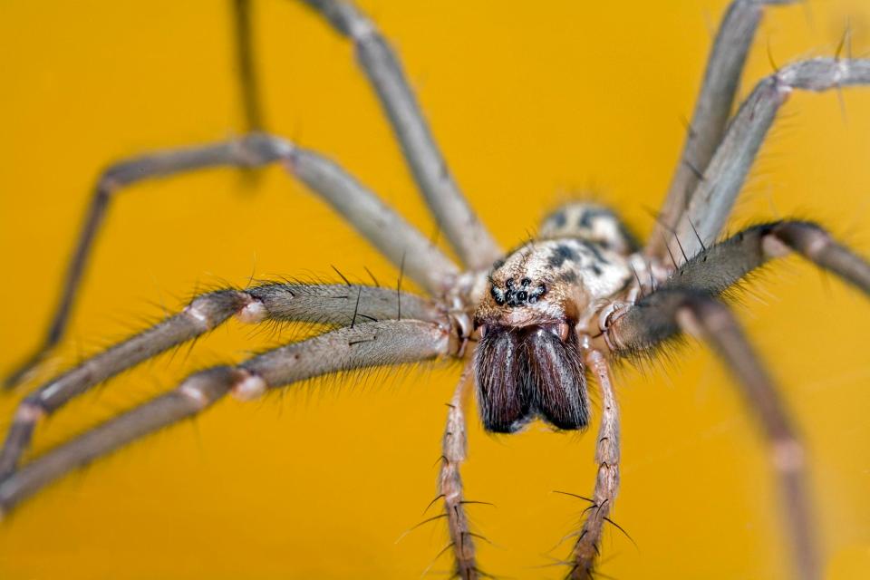 flying spider