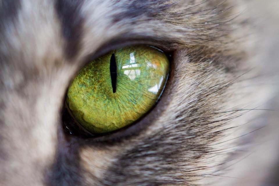 Nature programming will be the first to receive the HDR upgrade