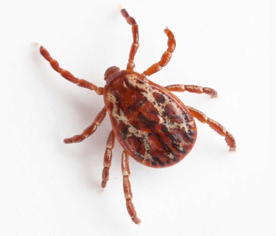 A bite from a tick could cause a lifetime of problems