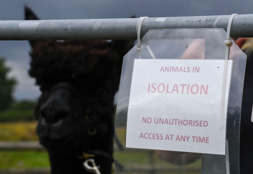 The stud animal is due to be destroyed after twice testing positive for bovine TB