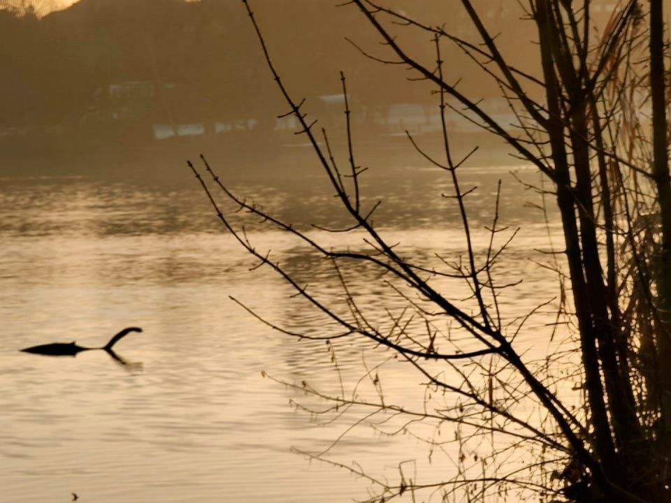 Arek Chytros spotted the Loch Ness-like creature lurking in Wimbledon Park Lake