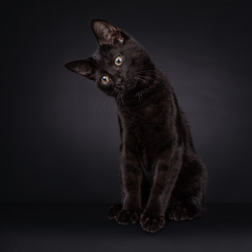  Black cats are associated with bad luck