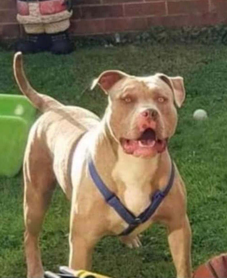 Jack was mauled by an eight-stone dog called Beast