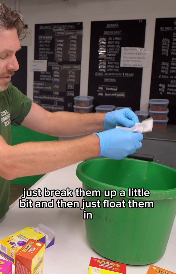 a man wearing blue gloves and a green shirt that says zoo on it