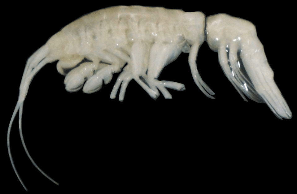 Deep-sea fish filmed at 8,336 meters.