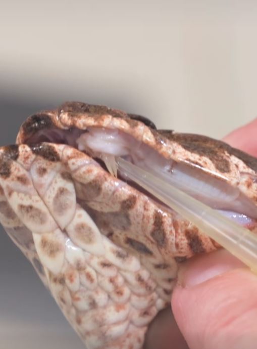 Close-up of a snake's mouth with a tube inserted.