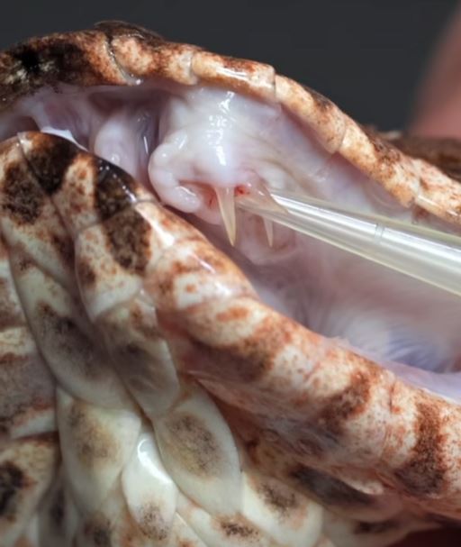 Close-up of a snake's mouth and teeth.