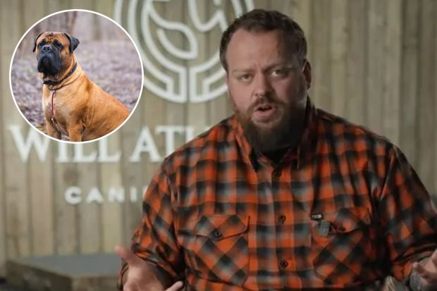An image collage containing 2 images, Image 1 shows Man in plaid shirt discussing dog breeds, Image 2 shows English Mastiff sitting in a park