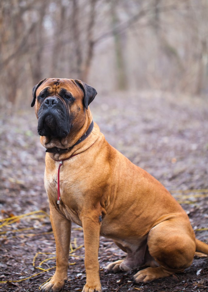 English Mastiff sitting in a park.