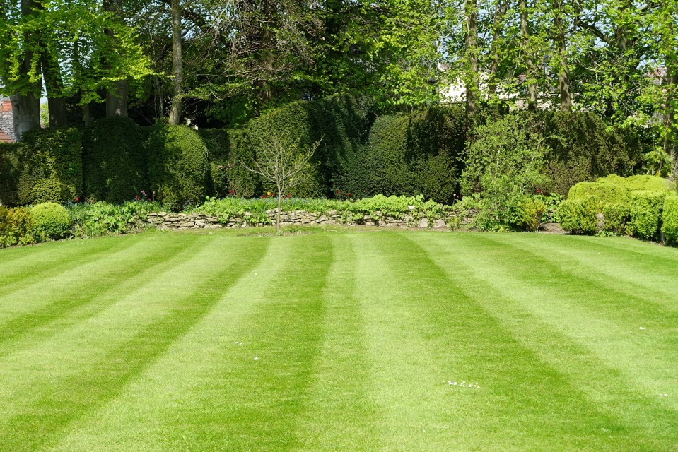 Striped lawn in a garden.