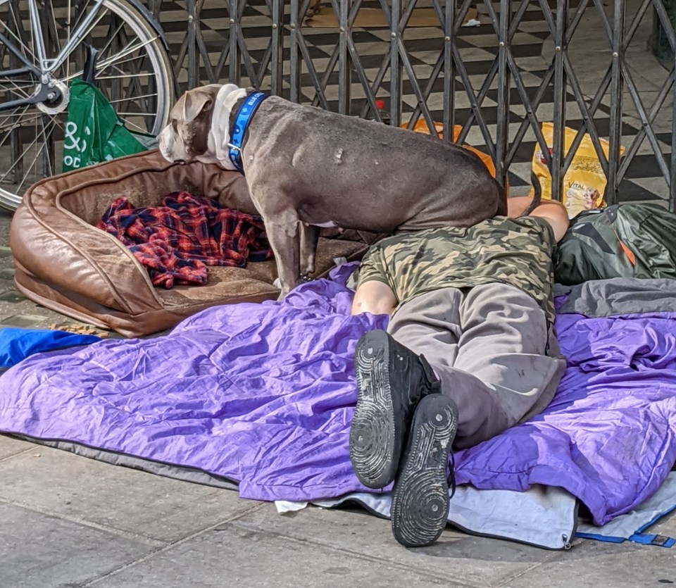 Person sleeping on a purple blanket with a dog next to them.