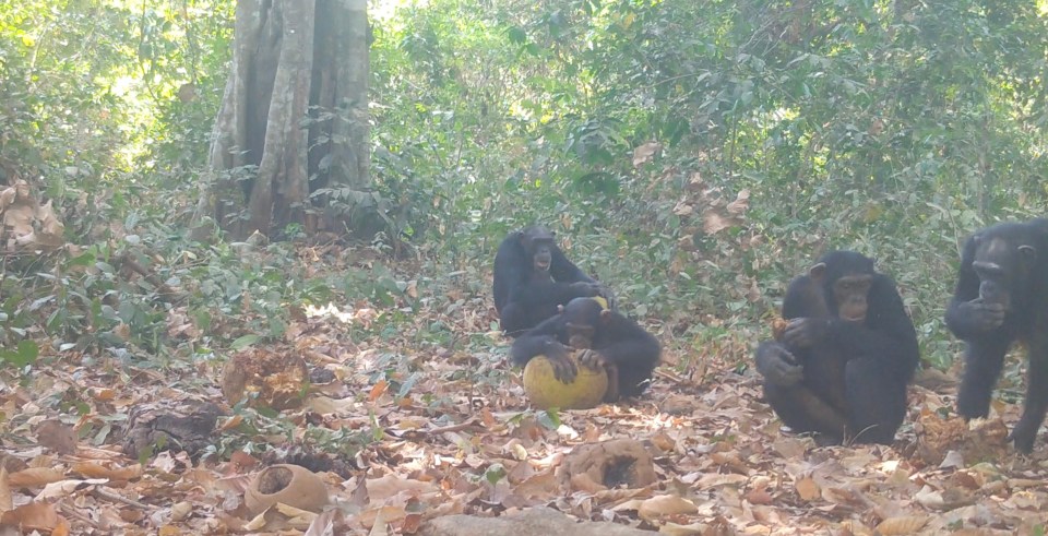 Chimpanzees eating fermented fruit in a forest.