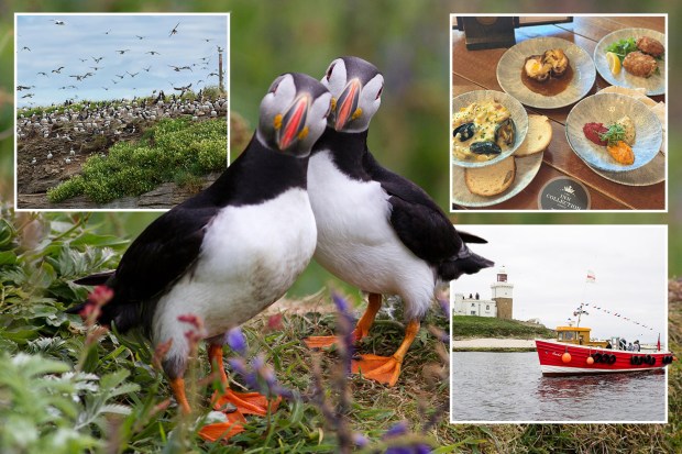 Collage of puffins, a puffin colony, food, and a boat tour near a lighthouse.