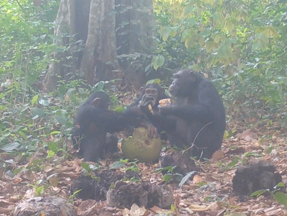 Three chimpanzees eating fermented fruit.