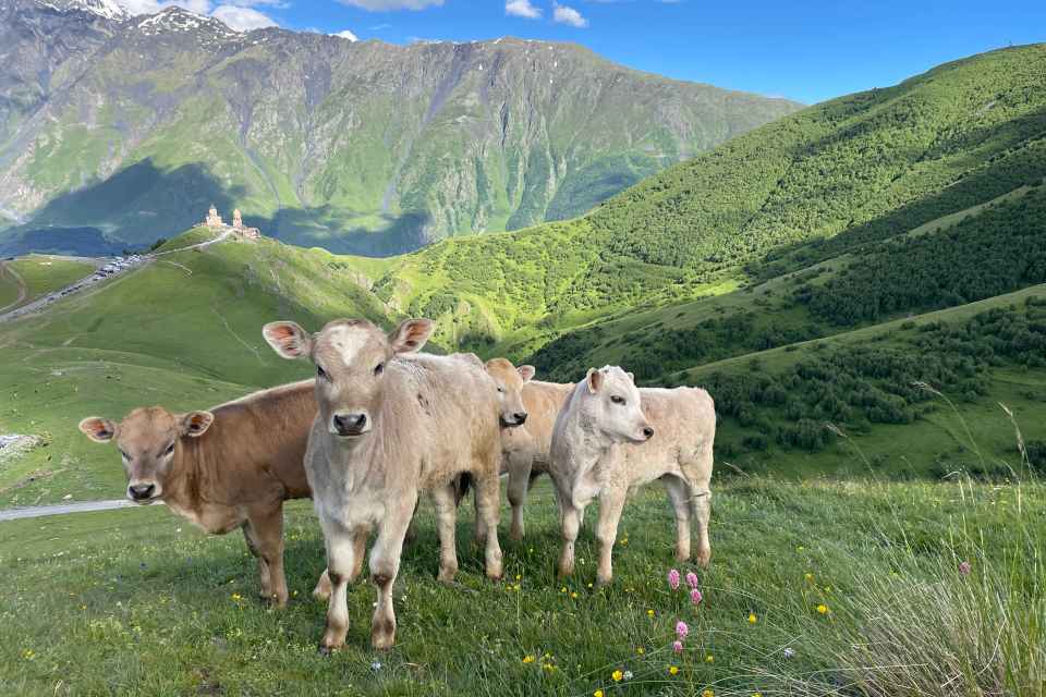 Cows grazing in the Kazbegi mountains of Georgia.