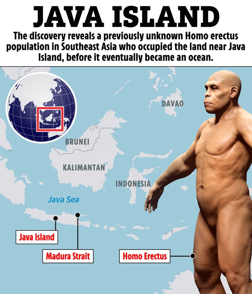 Illustration of Homo erectus and map showing Java Island and surrounding areas.