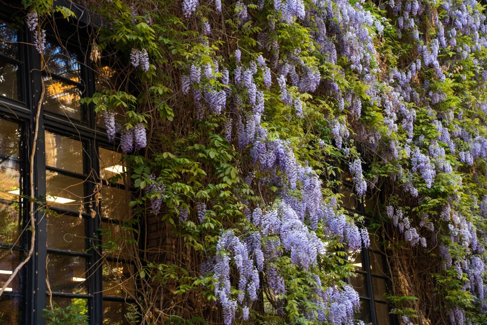 Wisteria blossoms growing on a building.