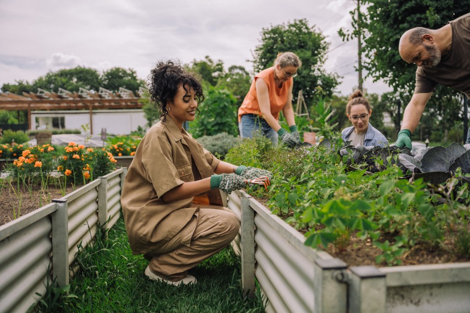 Friends tending a community garden.