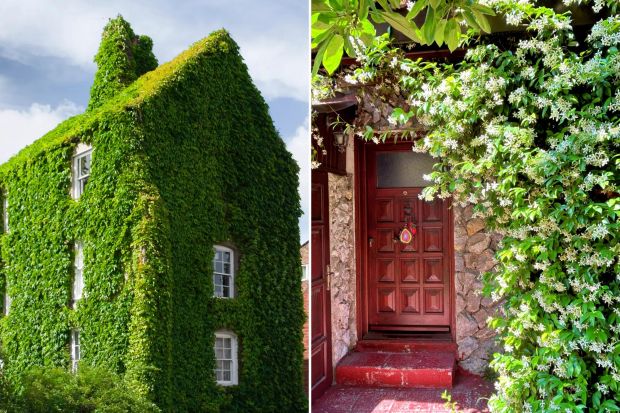 An image collage containing 2 images, Image 1 shows Ivy-covered house next to a brick building, Image 2 shows Jasmine flowers blooming on a stone house wall next to a dark wooden door