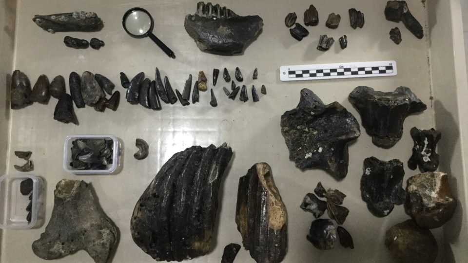Collection of fossilized teeth and bones.
