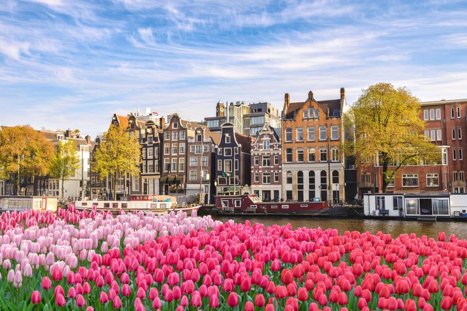Amsterdam canal houses and tulips.