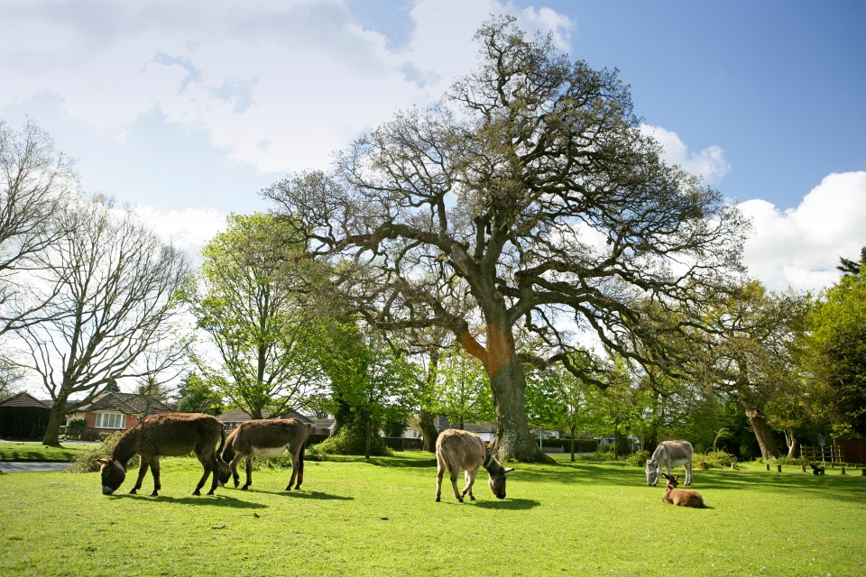 Enjoy glamping and wildlife at Green Hill Farm Holiday Village in the New Forest