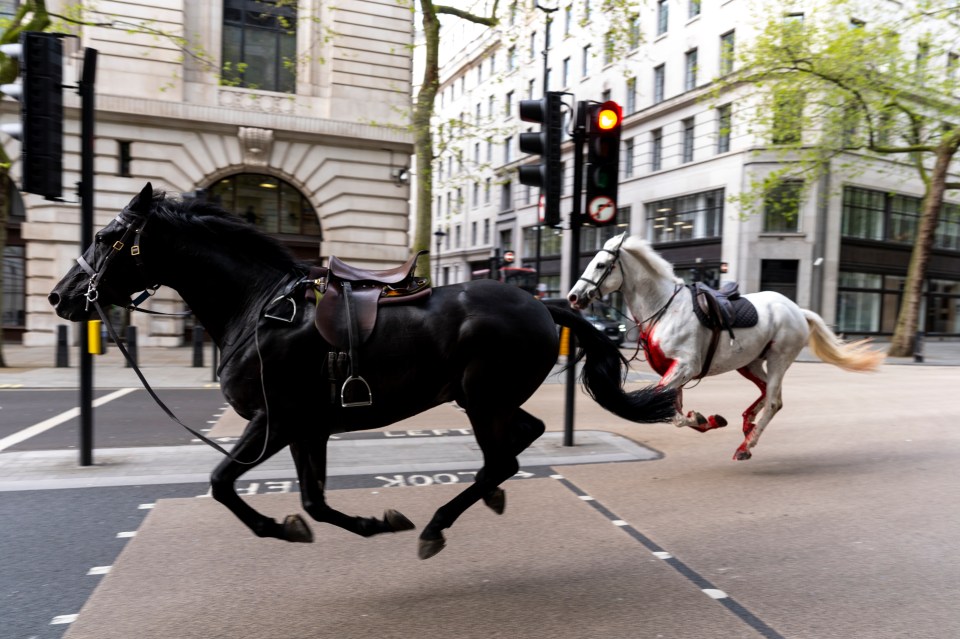 Two horses on the loose bolt through the streets of London near Aldwych. Picture date: Wednesday April 24, 2024. PA Photo. See PA story POLICE Horses. Photo credit should read: Jordan Pettitt/PA Wire