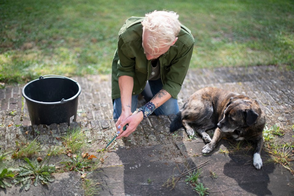Person weeding a patio with their dog lying nearby.