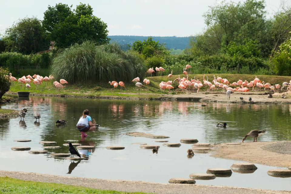 It's home to several different species of ducks, geese, swans and flamingos