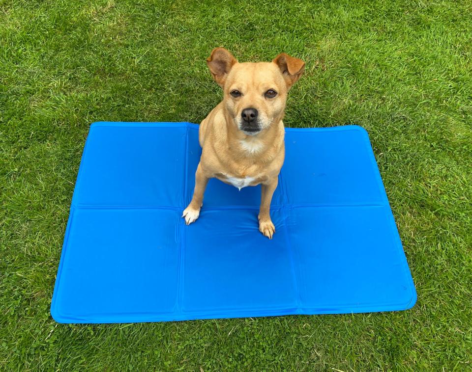best-dog-cooling-mats