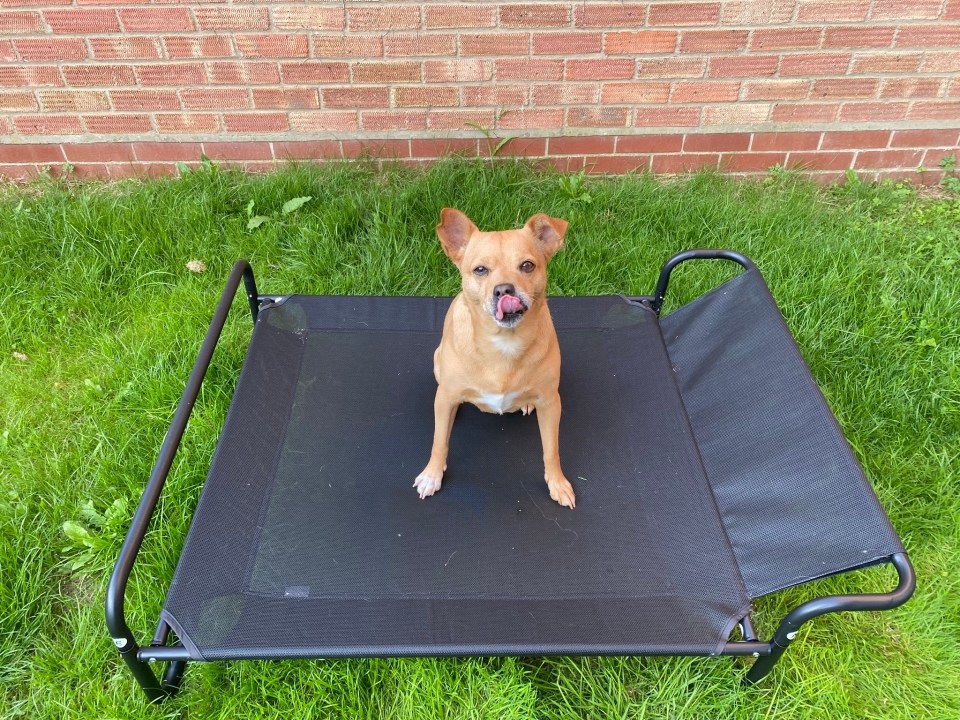 best-cooling-mats-for-dogs