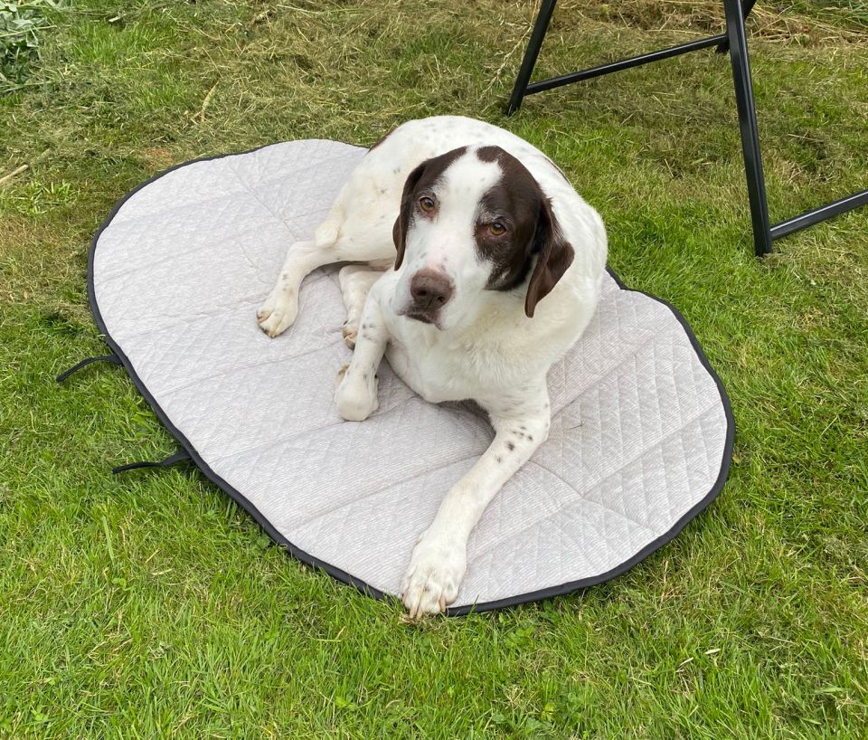 best-dog-cooling-mat