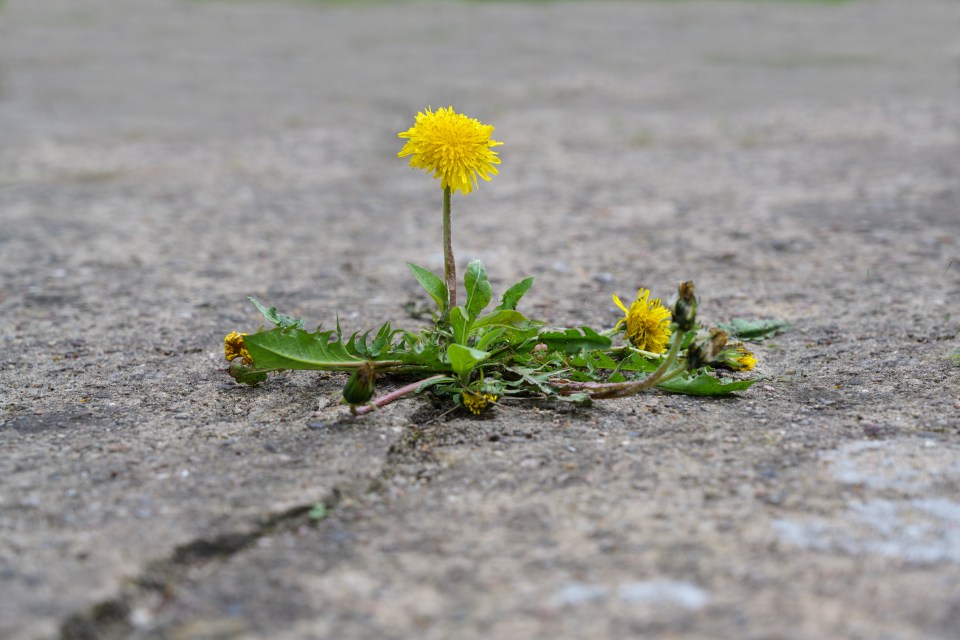 a dandelion is growing out of the ground
