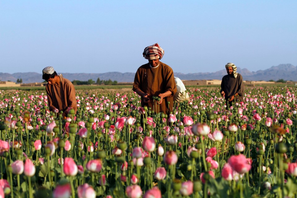 three men picking flowers in a field with mountains in the background
