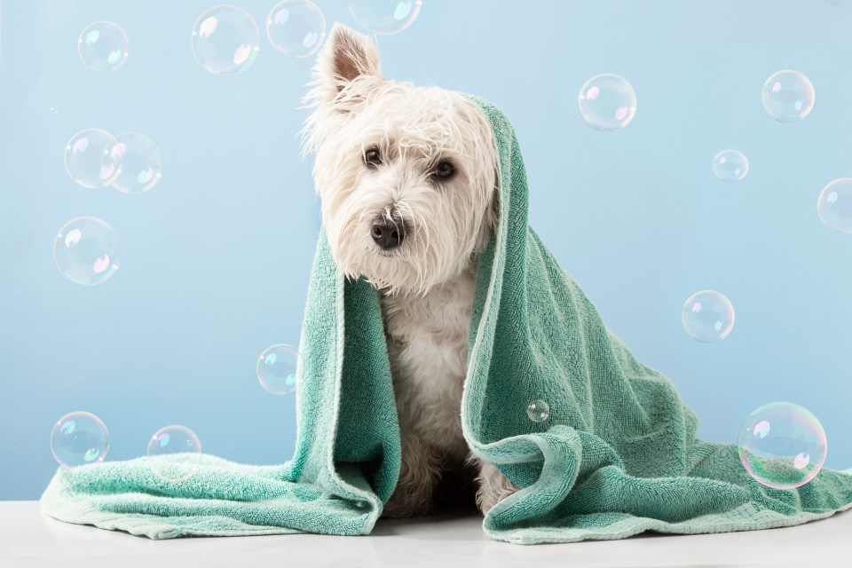 West Highland White Terrier wrapped in a towel after a bath.