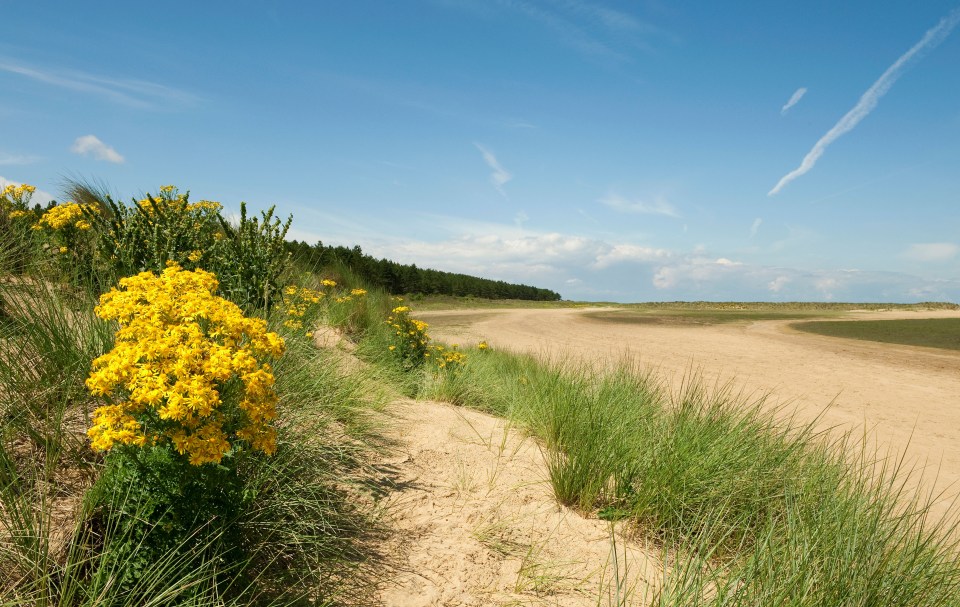 Holkham beach in North Norfolk, England, with yellow flowers and grasses.