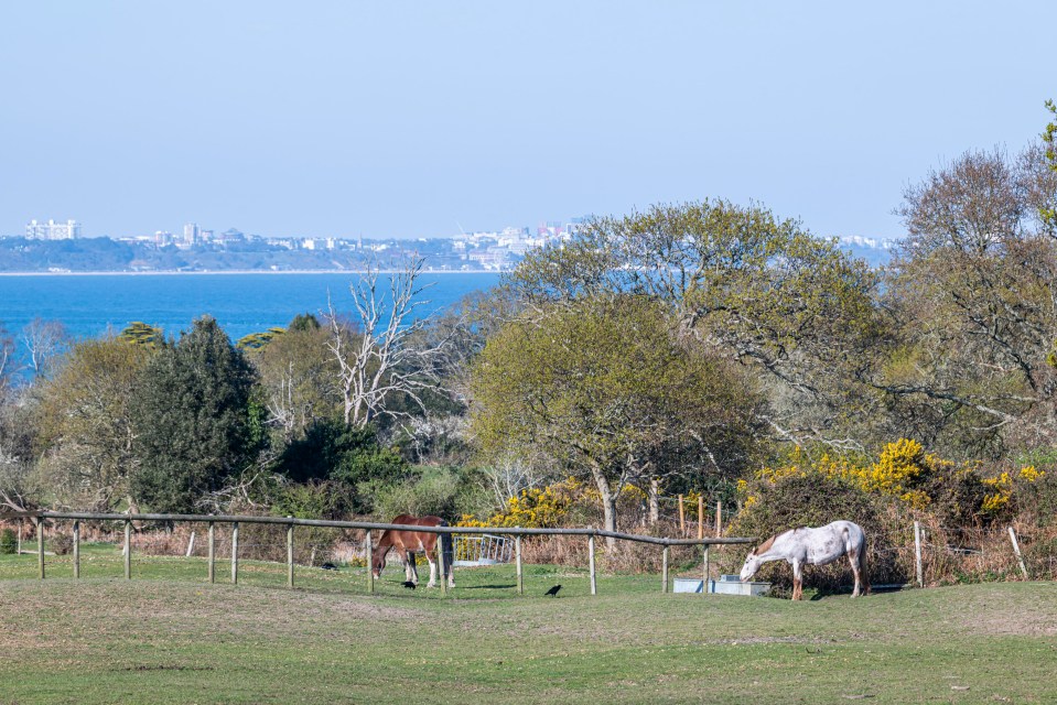 Two horses in a pasture with a view of Bournemouth in the distance.