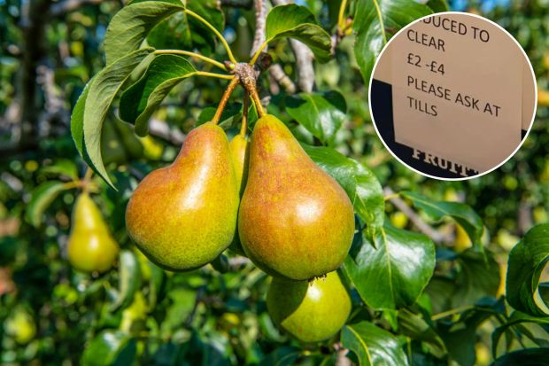 An image collage containing 2 images, Image 1 shows Ripe pears on a tree branch, Image 2 shows Box of reduced fruit trees in a store