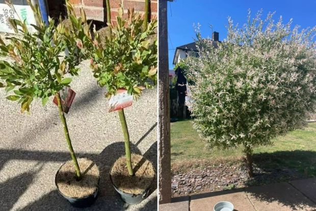 An image collage containing 2 images, Image 1 shows Four potted flamboyant willow trees, Image 2 shows Variegated willow tree in a garden